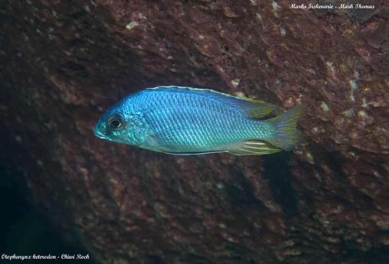 Otopharynx heterodon 'Chiwi Rocks'